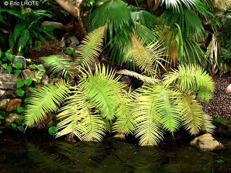 Blechnaceae - Blechnum gibbum - Blechne