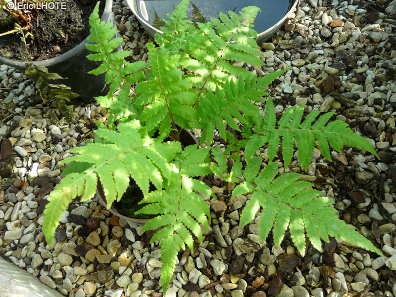  - Blechnum occidentale - 