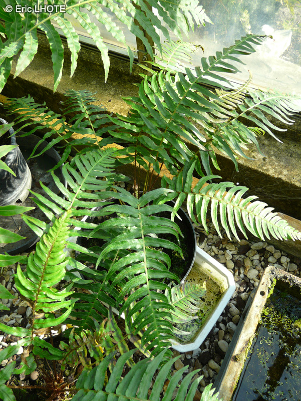  - Blechnum occidentale - 