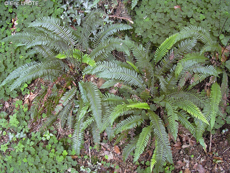  - Blechnum spicant - 