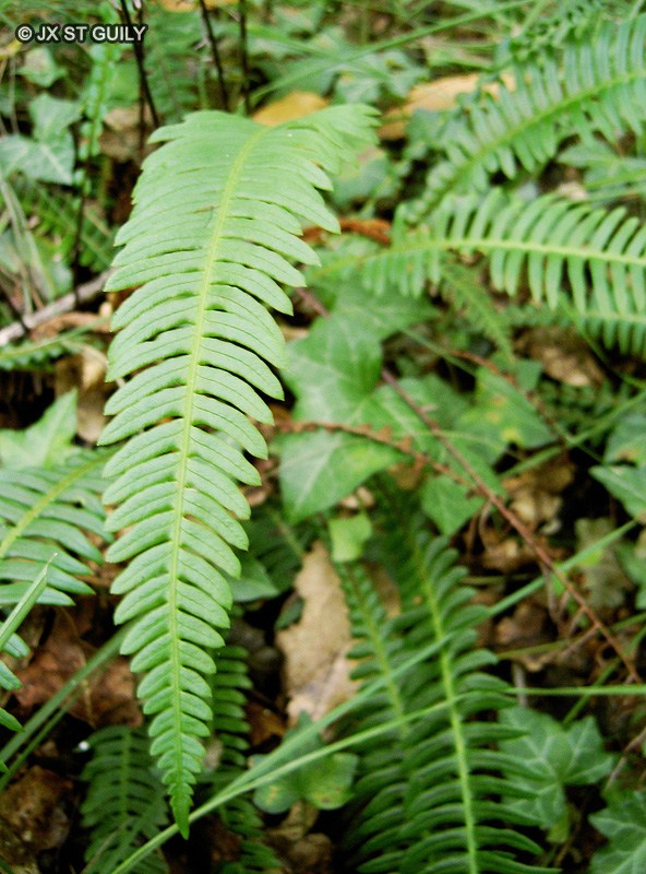 Blechnaceae - Blechnum spicant - Blechne en &eacute;pi, Foug&egrave;re pectin&eacute;e