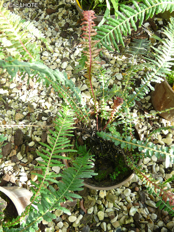 Blechnaceae - Doodia media - Doodia