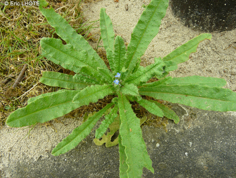 Boraginaceae - Anchusa arvensis - Buglosse des champs