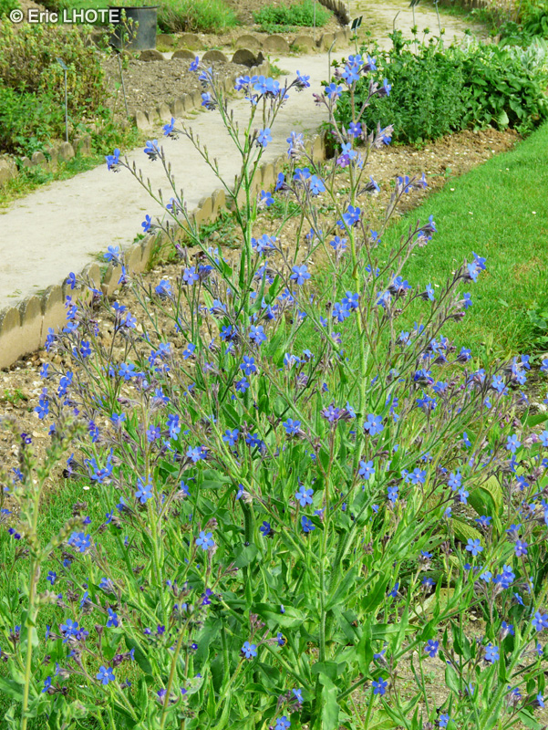  - Anchusa azurea - 