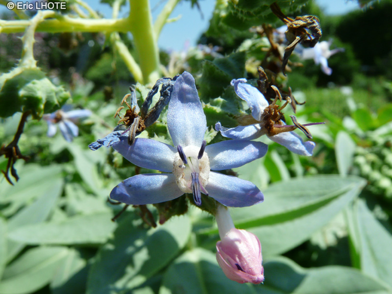  - Asperugo procubens - 