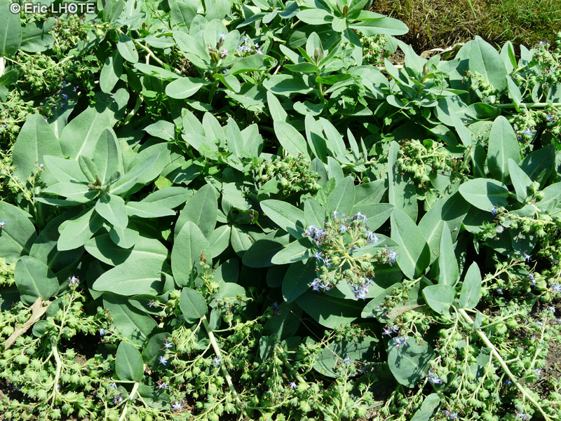 Boraginaceae - Asperugo procubens - R&acirc;pette