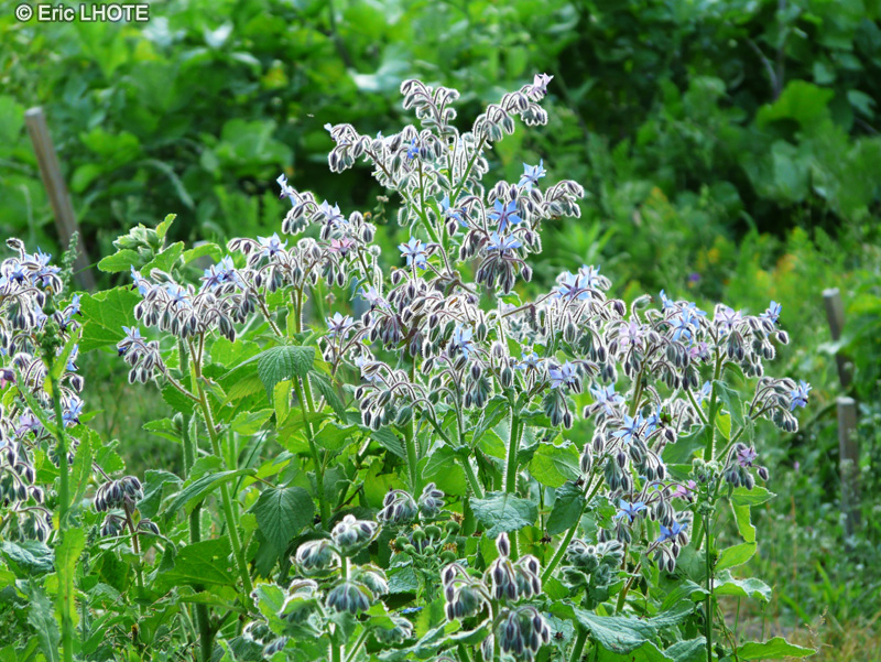  - Borago officinalis - 