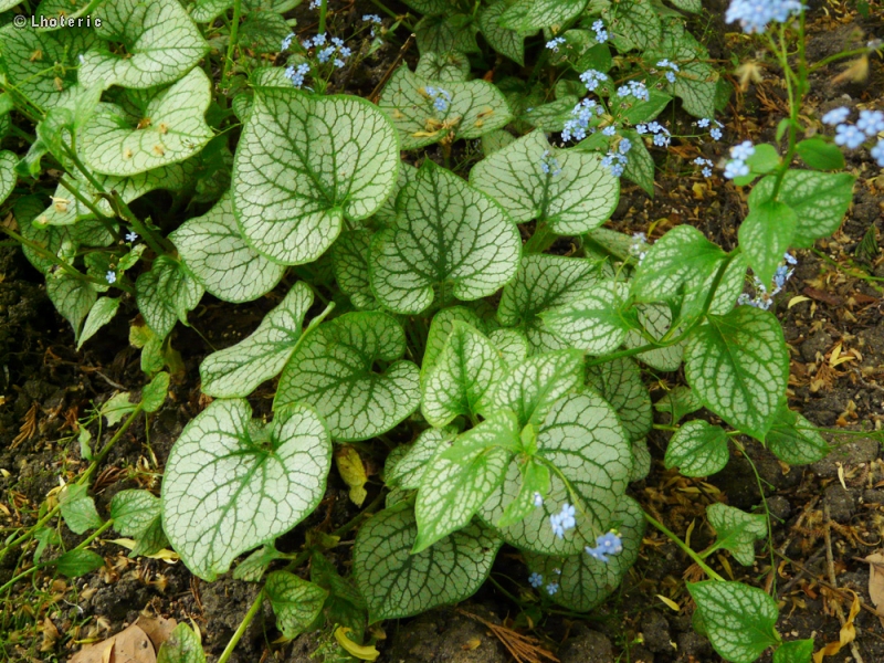  - Brunnera Jack Frost - 