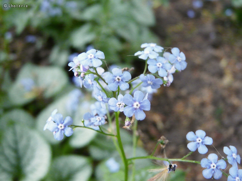  - Brunnera Jack Frost - 