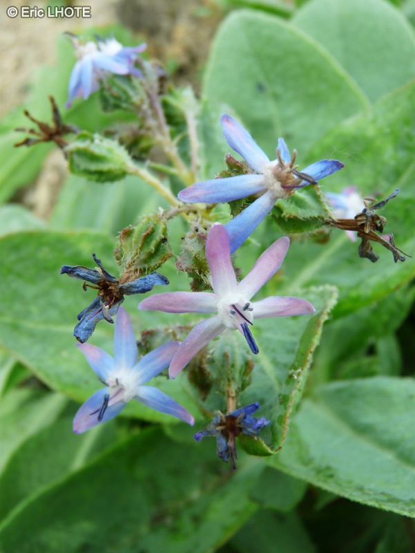  - Caccinia macranthera var. crassifolia - 
