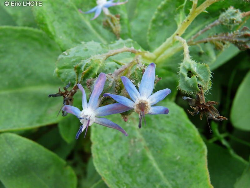 Boraginaceae - Caccinia macranthera var. crassifolia - Caccinia