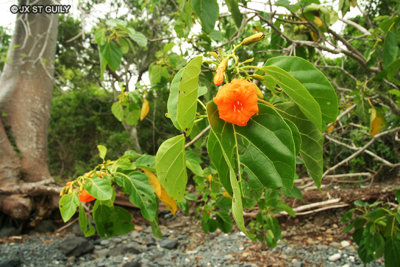 Boraginaceae - Cordia subcordata - Ingha-inga, Trompette de mer, Tou, Kou