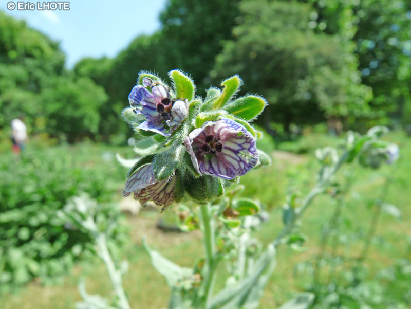  - Cynoglossum creticum, Cynoglossum pictum - 