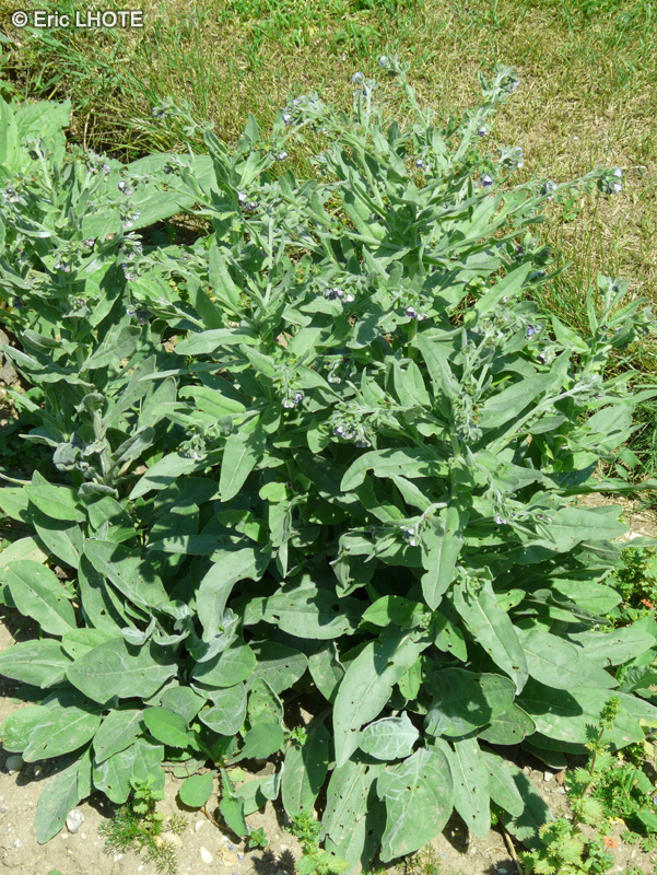 Boraginaceae - Cynoglossum creticum, Cynoglossum pictum - Cynoglosse de Cr&egrave;te
