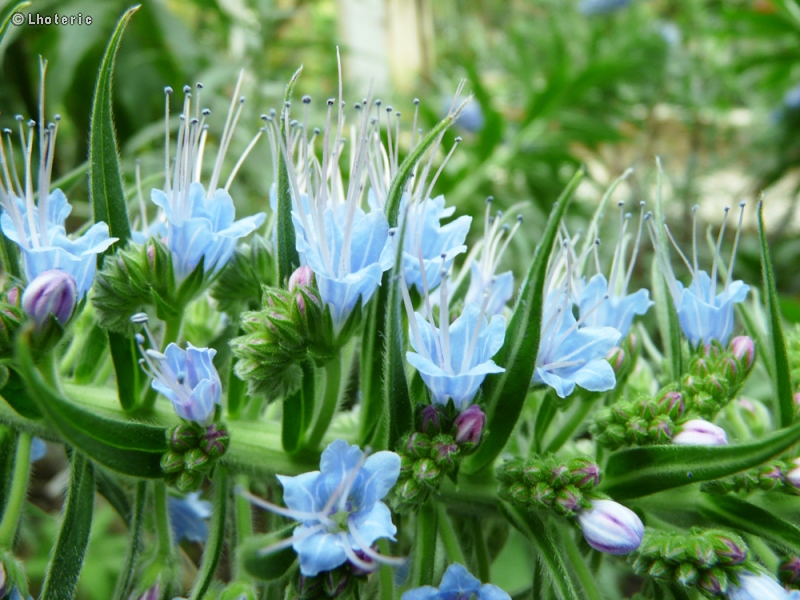  - Echium fastuosum, candicans - 