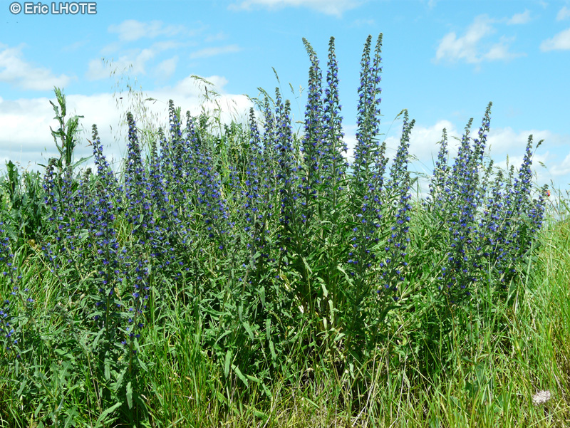  - Echium vulgare - 