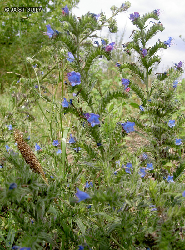  - Echium vulgare - 