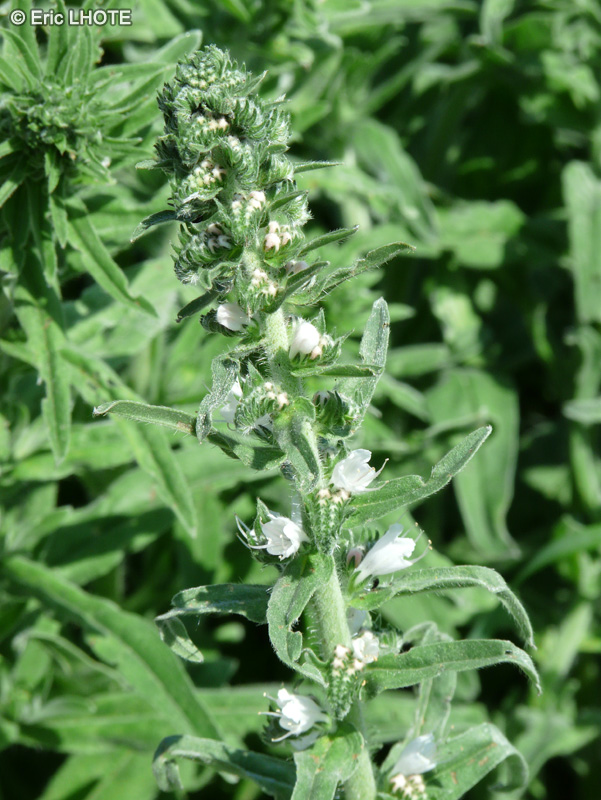  - Echium vulgare - 