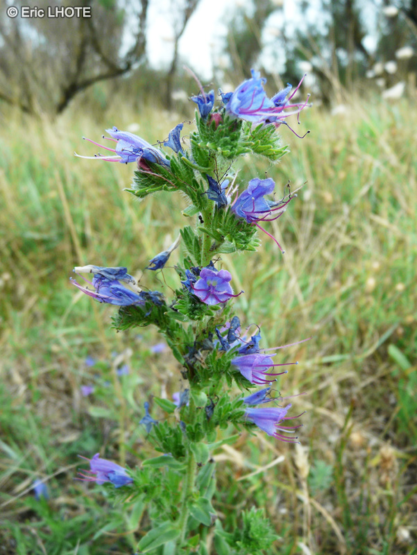  - Echium vulgare - 