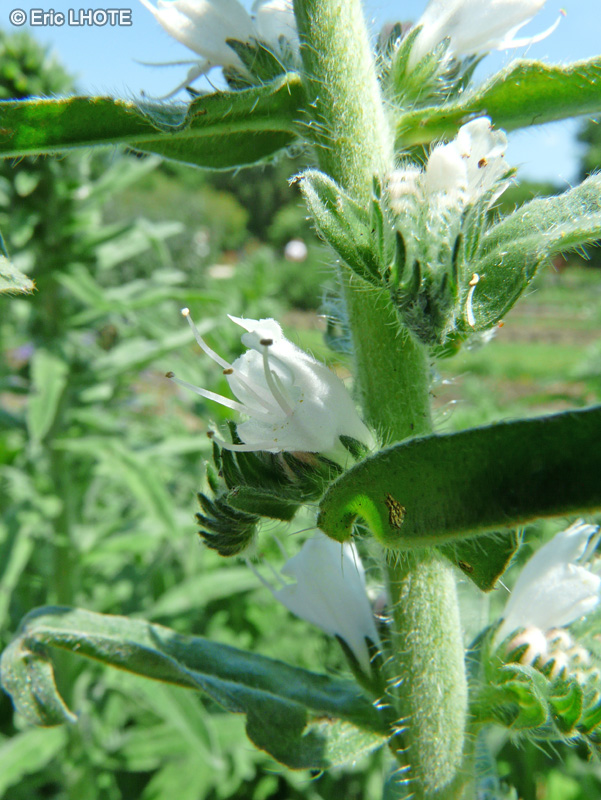  - Echium vulgare - 