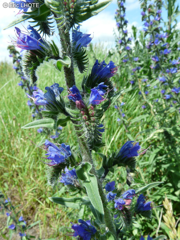 Boraginaceae - Echium vulgare - Vipérine commune