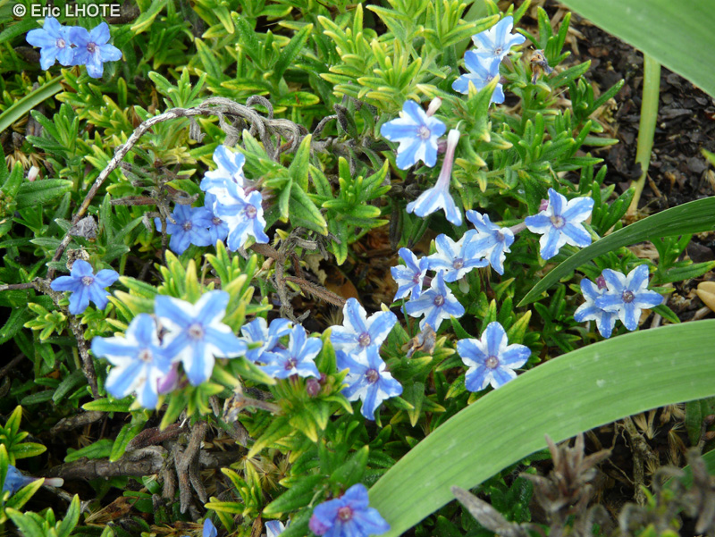  - Lithodora diffusa Star - 