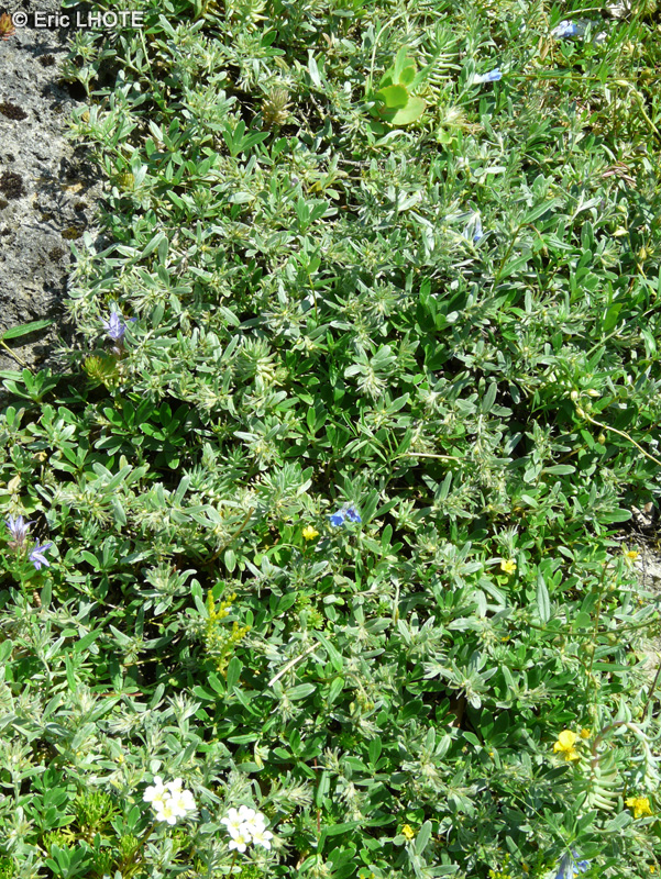  - Lithodora oleifolia - 