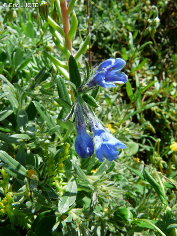 Boraginaceae - Lithodora oleifolia - Lithodore &agrave; feuilles d&rsquo;Olivier, Gr&eacute;mil &agrave; feuilles d&rsquo;Olivier