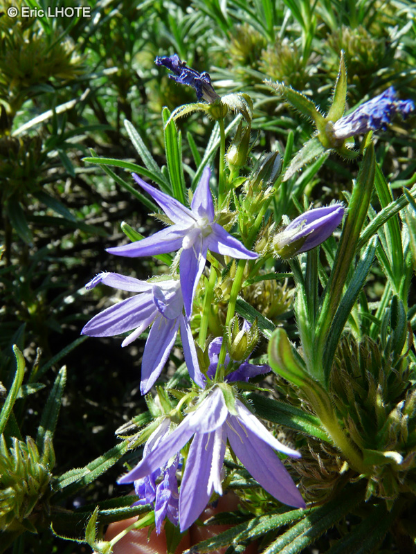  - Lithodora zahnii - 