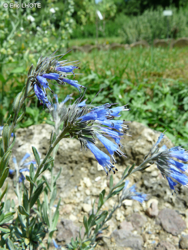  - Moltkia suffruticosa - 