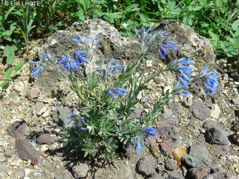 Boraginaceae - Moltkia suffruticosa - Moltkia