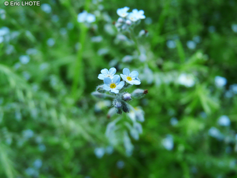 Boraginaceae - Myosotis arvensis - Myosotis des champs, Myosotis interm&eacute;diaire