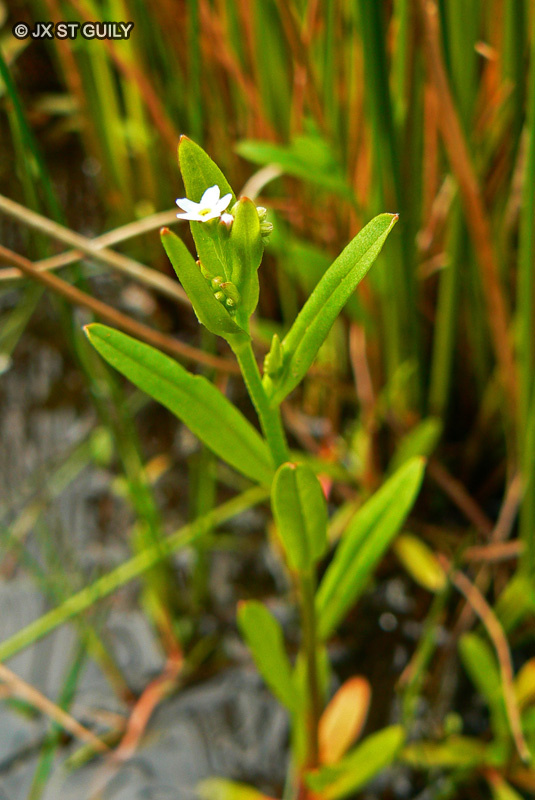 Boraginaceae - Myosotis sp. - Myosotis