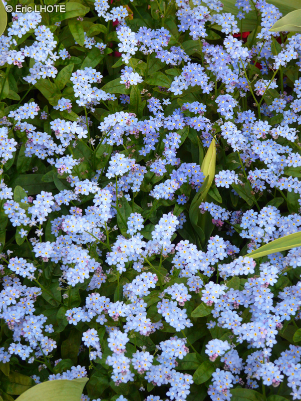  - Myosotis sylvatica Blue Sylva - 