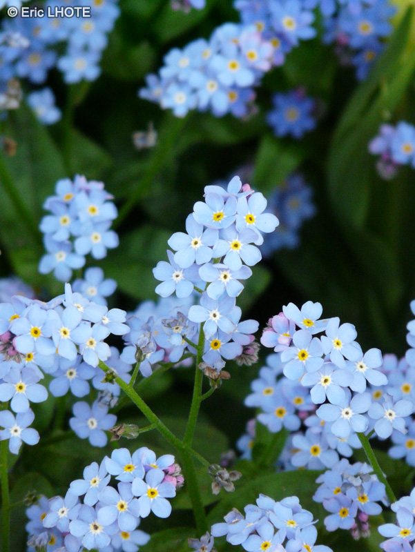 Boraginaceae - Myosotis sylvatica Blue Sylva - Myosotis des for&ecirc;ts, Myosotis des bois