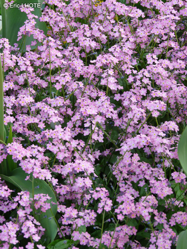 Boraginaceae - Myosotis sylvatica Rosylva - Myosotis des for&ecirc;ts, Myosotis des bois