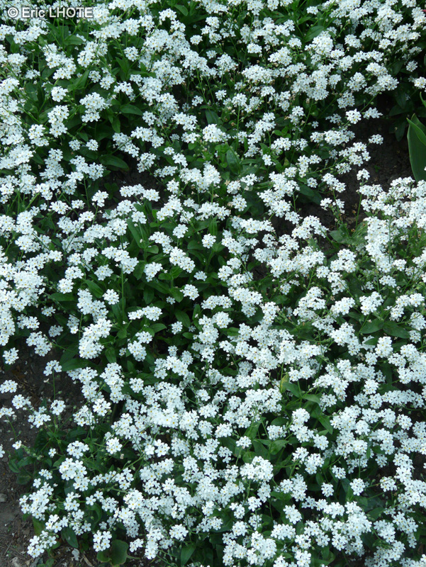  - Myosotis sylvatica Snowsylva - 