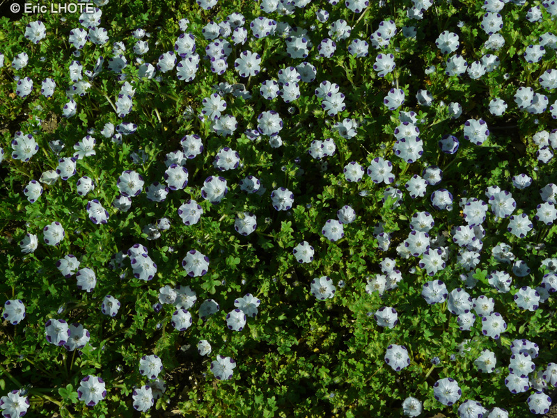  - Nemophila maculata - 