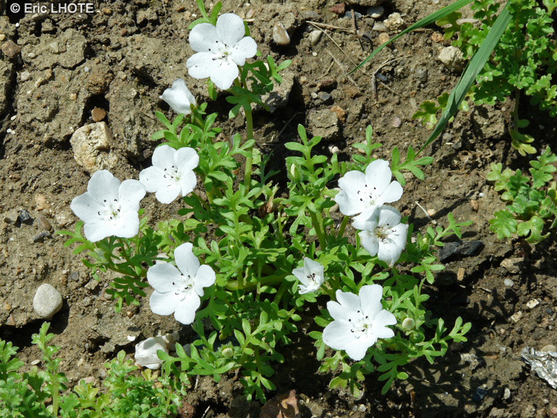  - Nemophila phaceloides - 