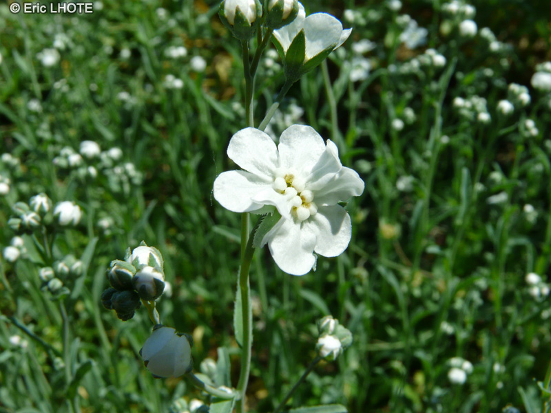  - Omphalodes linifolia - 