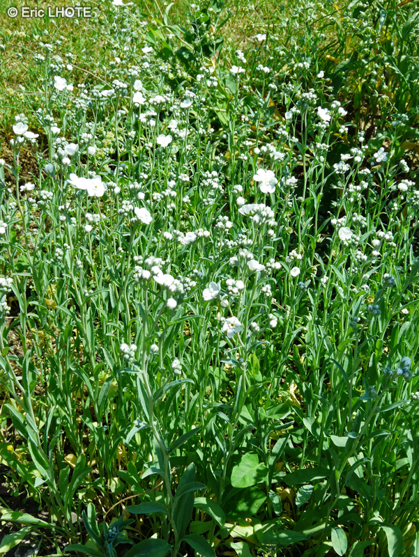  - Omphalodes linifolia - 