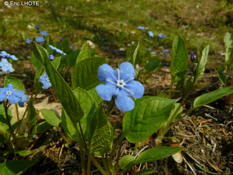  - Omphalodes verna - 