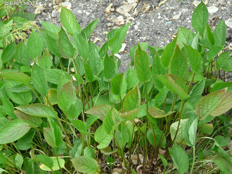  - Omphalodes verna - 