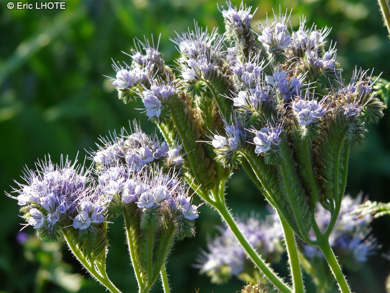  - Phacelia tanacetifolia - 