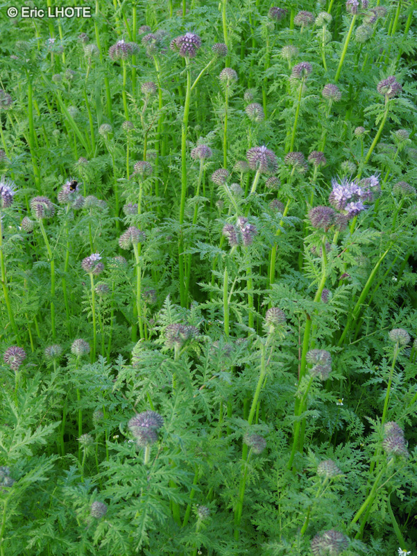 - Phacelia tanacetifolia - 