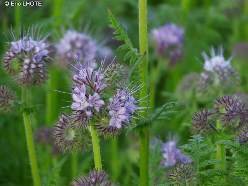  - Phacelia tanacetifolia - 