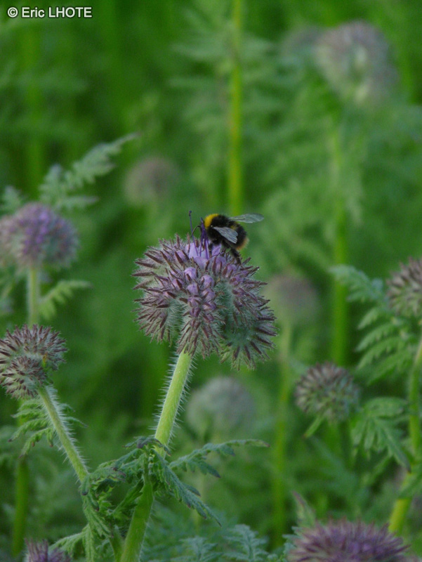  - Phacelia tanacetifolia - 