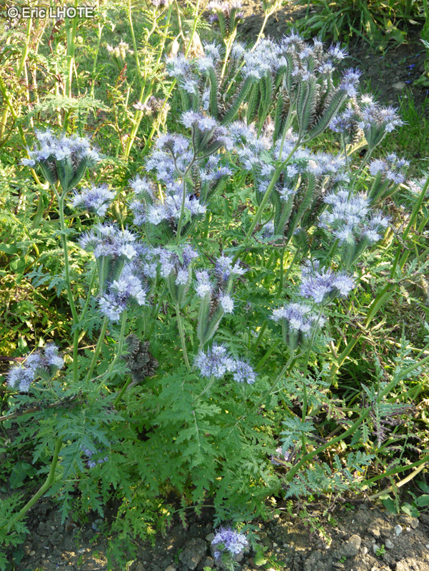 Boraginaceae - Phacelia tanacetifolia - Phac&eacute;lie &agrave; feuilles de Tanaisie