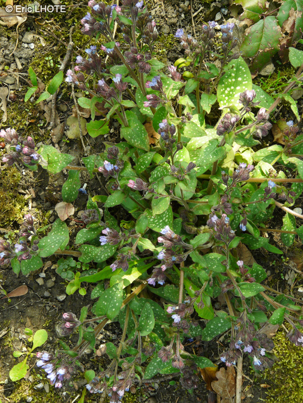  - Pulmonaria affinis - 