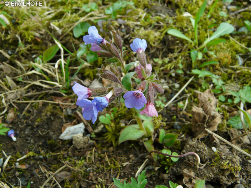 Boraginaceae - Pulmonaria affinis - Pulmonaire semblable, Pulmonaire affine